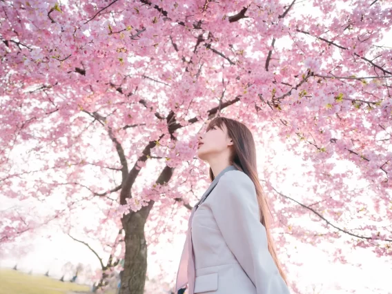 【美女写真】紫氯氯 – 樱花下的JK少女 [18P-72MB]